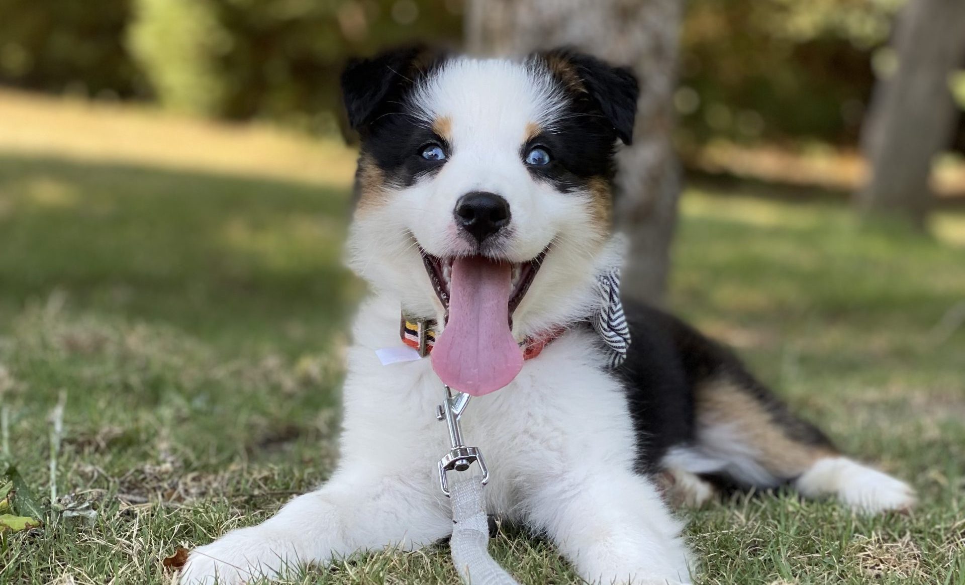 Lowcountry Pet Concierge