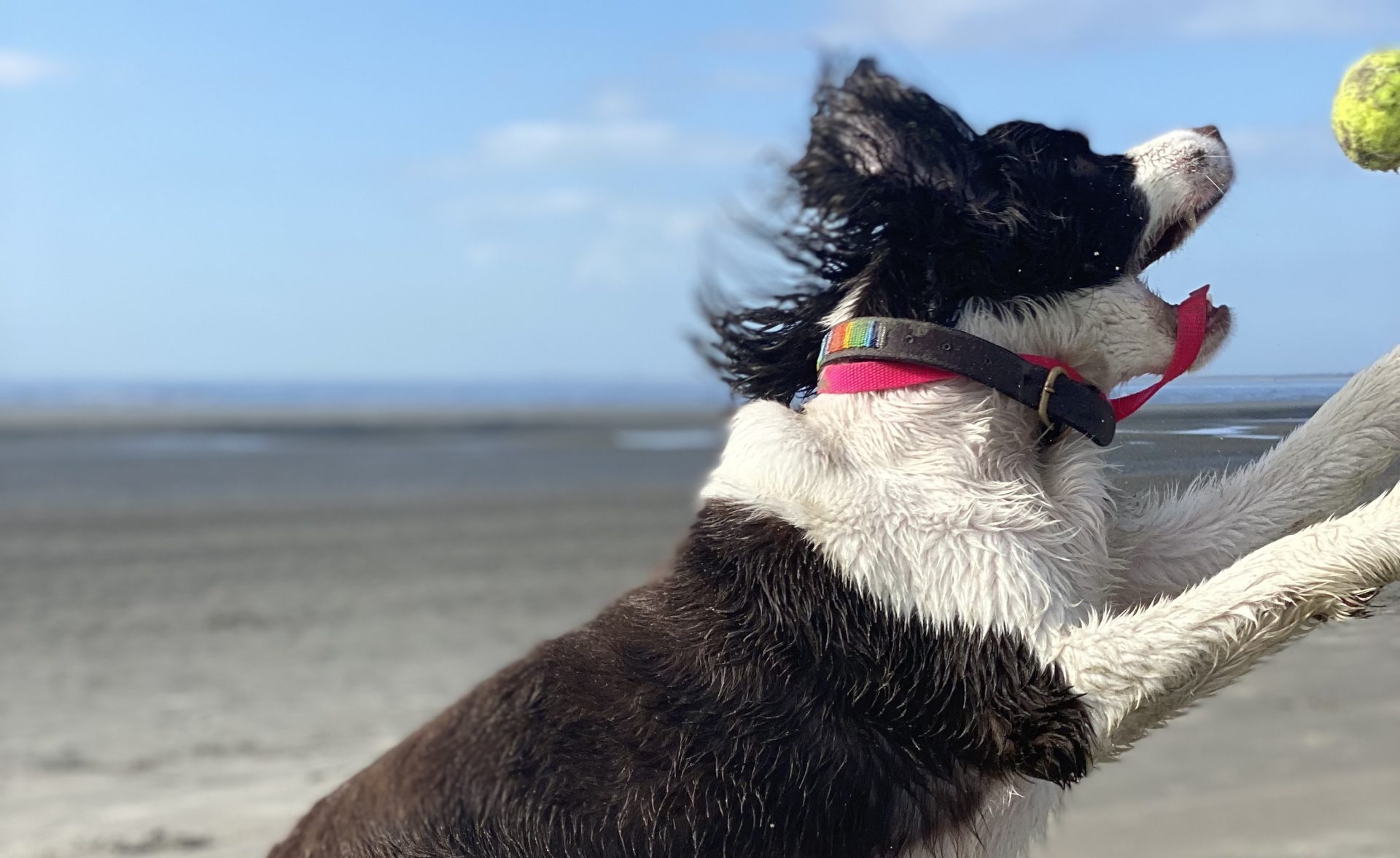 Lowcountry Pet Concierge